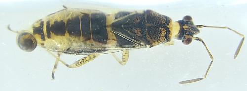 Nysius graminicola